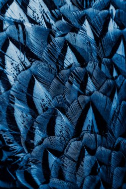 İlginç bir deseni olan mavi tüyler. arkaplan