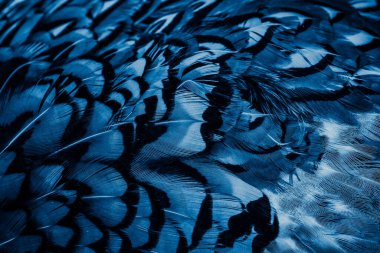 İlginç bir deseni olan mavi tüyler. arkaplan