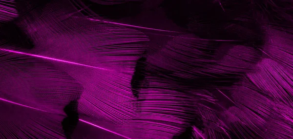 紫色的羽毛 图案很有趣 — 图库照片