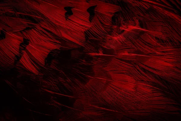 Червоне Пір Цікавим Візерунком Фон — стокове фото