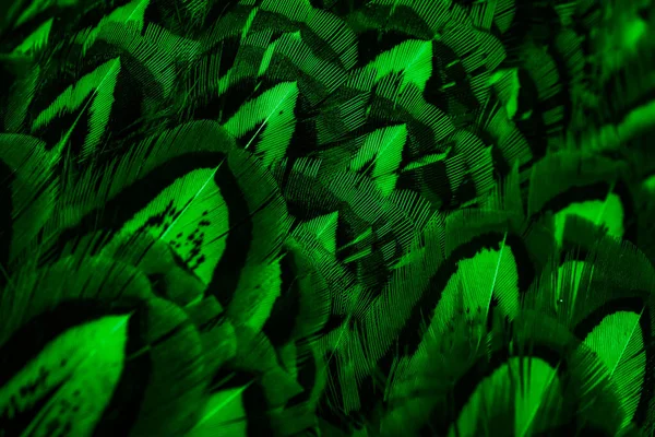 Green Feathers Interesting Pattern Background — Stock Photo, Image