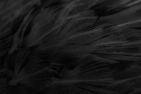 黑色羽毛 图案很有趣 — 图库照片