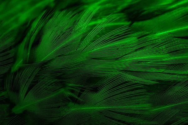 面白いパターンの緑の羽です — ストック写真