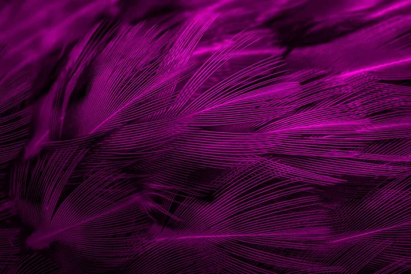 Фіолетове Пір Цікавим Візерунком Фон — стокове фото