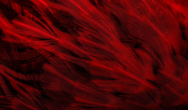 红色的羽毛 图案很有趣 — 图库照片