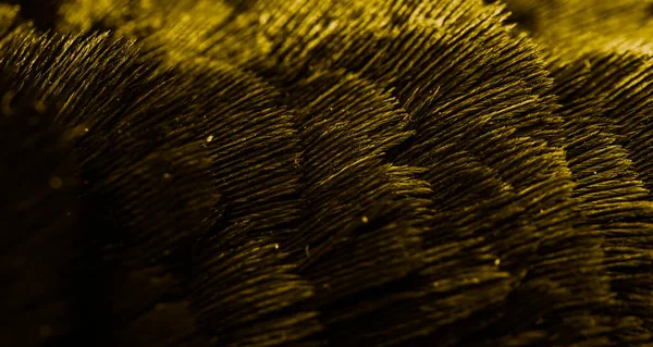 Gold Feathers Interesting Pattern Background — Stock Photo, Image