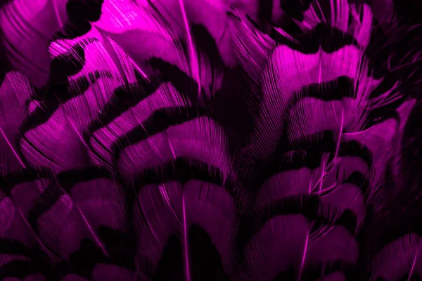 Fioletowe Pióra Ciekawym Wzorem Tło — Zdjęcie stockowe