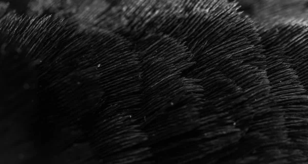 Černé Peří Zajímavým Vzorem Pozadí — Stock fotografie