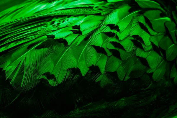 Gröna Fjädrar Med Ett Intressant Mönster Bakgrund — Stockfoto