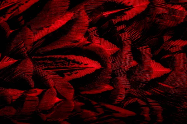 Red Feathers Interesting Pattern Background — Stock Photo, Image
