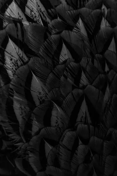 Schwarze Federn Mit Interessantem Muster Hintergrund — Stockfoto