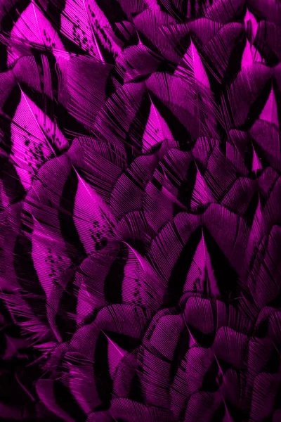 Fioletowe Pióra Ciekawym Wzorem Tło — Zdjęcie stockowe