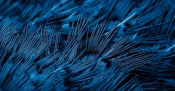 Plumas Azules Con Patrón Interesante Antecedentes — Foto de Stock