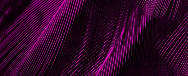Violette Federn Mit Einem Interessanten Muster Hintergrund — Stockfoto