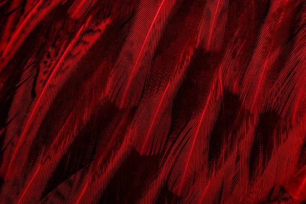 Czerwone Pióra Ciekawym Wzorem Tło — Zdjęcie stockowe