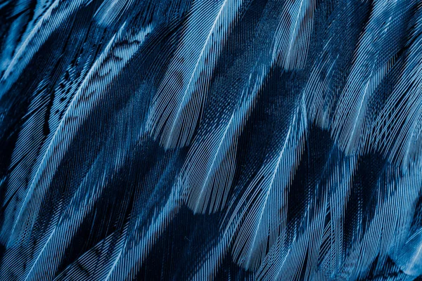 Blå Fjädrar Med Ett Intressant Mönster Bakgrund — Stockfoto