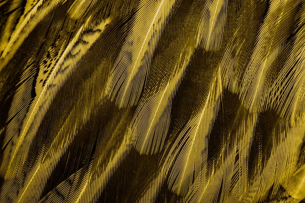 Gold Feathers Interesting Pattern Background — Stock Photo, Image
