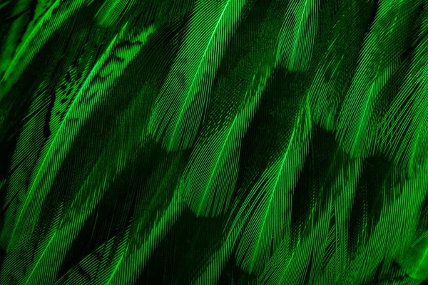 Зеленые Перья Интересным Рисунком Фон — стоковое фото