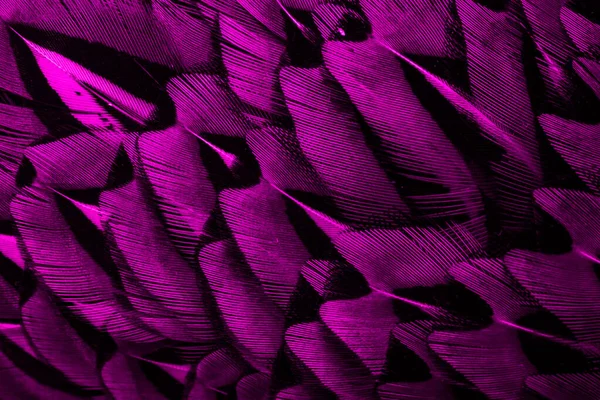Plumas Violetas Con Patrón Interesante Antecedentes —  Fotos de Stock