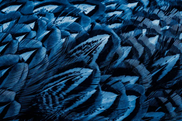Μπλε Φτερά Ένα Ενδιαφέρον Μοτίβο Φόντο — Φωτογραφία Αρχείου