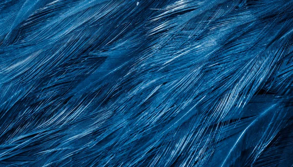 Blauwe Veren Met Een Interessant Patroon Achtergrond — Stockfoto