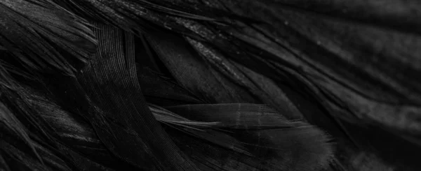 面白いパターンの黒い羽です — ストック写真