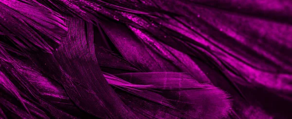 Plumes Violettes Avec Motif Intéressant Contexte — Photo