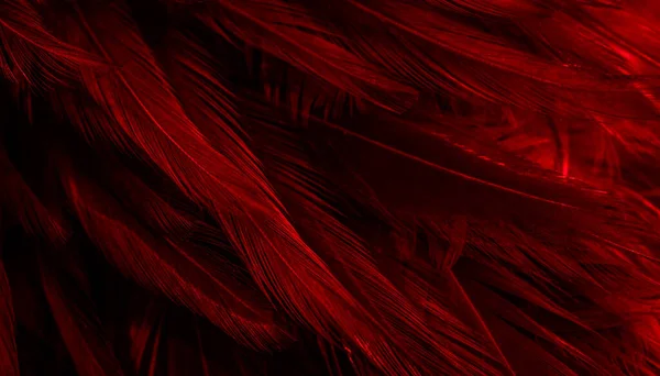 stock image red feathers with an interesting pattern. background