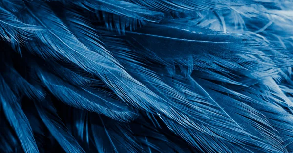 Niebieskie Pióra Ciekawym Wzorem Tło — Zdjęcie stockowe
