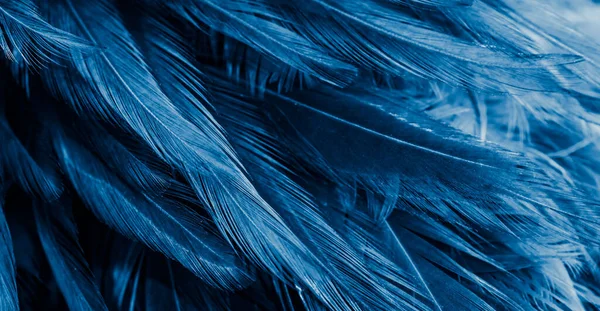 Голубые Перья Интересным Рисунком Фон — стоковое фото