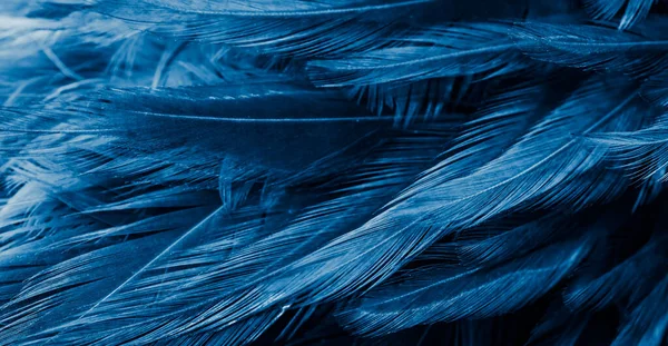 Голубые Перья Интересным Рисунком Фон — стоковое фото