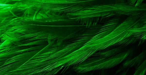 面白いパターンの緑の羽です — ストック写真
