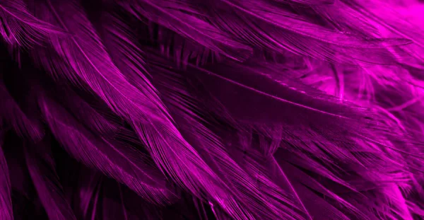 興味深いパターンを持つ紫色の羽 — ストック写真