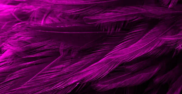 興味深いパターンを持つ紫色の羽 — ストック写真