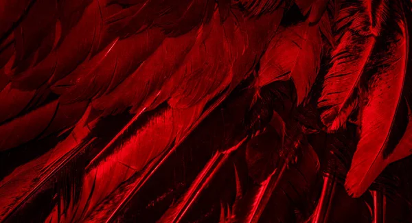 stock image red feathers with an interesting pattern. background