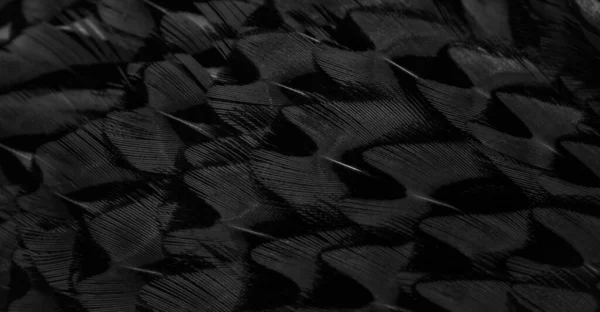 Черные Перья Интересным Рисунком Фон — стоковое фото