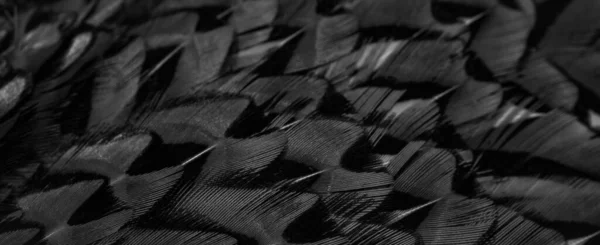 stock image black feathers with an interesting pattern. background