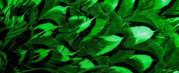 Green Feathers Interesting Pattern Background — Stock Photo, Image