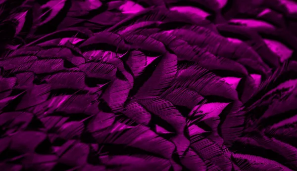 stock image violet feathers with an interesting pattern. background