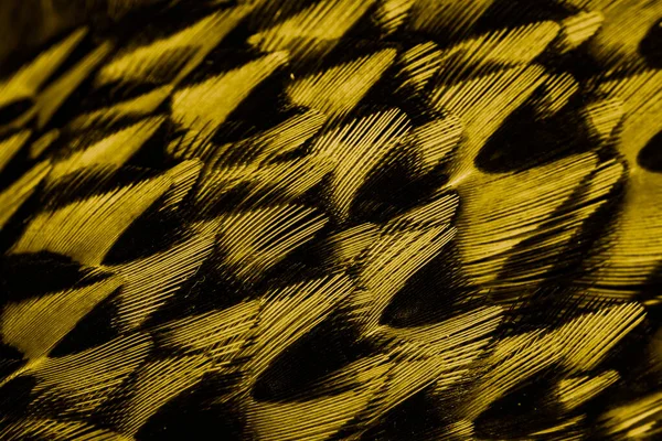 Goldfedern Mit Interessantem Muster Hintergrund — Stockfoto