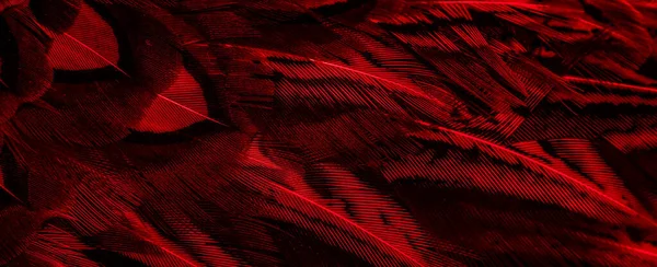 Rote Federn Mit Interessantem Muster Hintergrund — Stockfoto