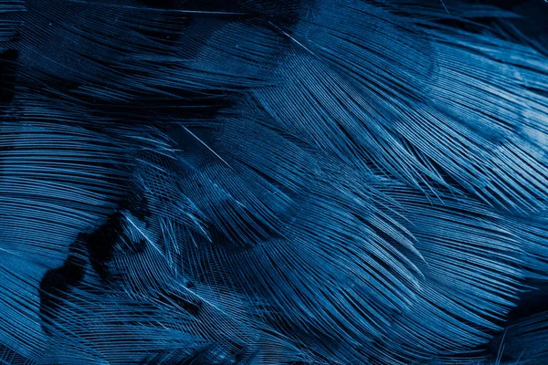 stock image blue feathers with an interesting pattern. background