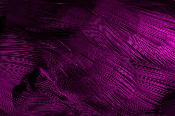 Plumas Violetas Con Patrón Interesante Antecedentes —  Fotos de Stock
