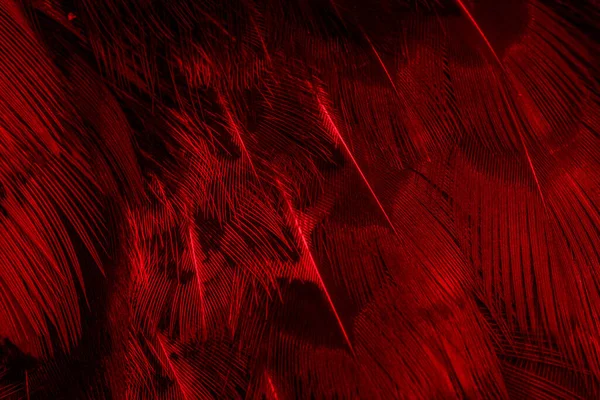 Czerwone Pióra Ciekawym Wzorem Tło — Zdjęcie stockowe