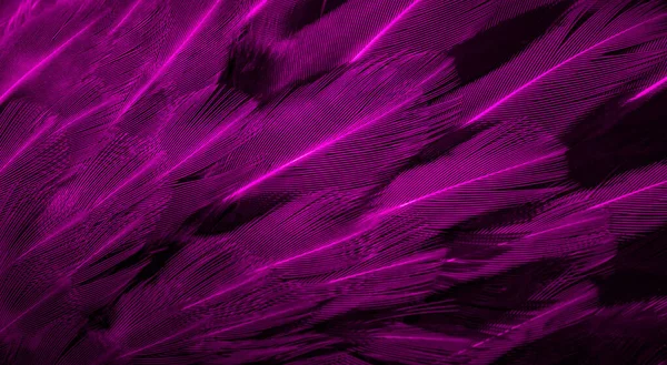 Violette Veren Met Een Interessant Patroon Achtergrond — Stockfoto