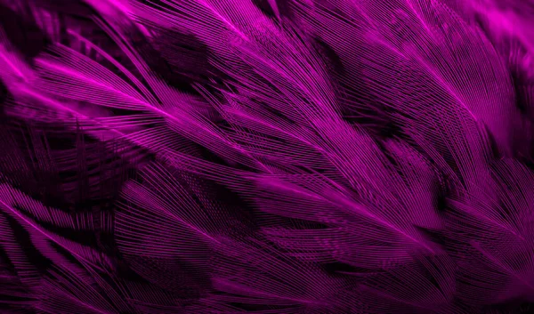 Violetti Höyhenet Mielenkiintoinen Kuvio Tausta — kuvapankkivalokuva
