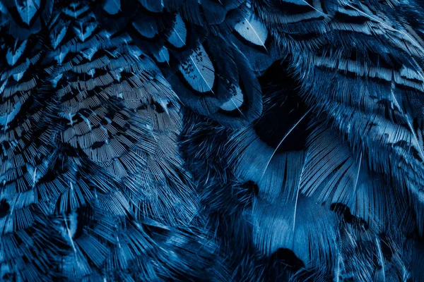 Blå Fjädrar Med Ett Intressant Mönster Bakgrund — Stockfoto