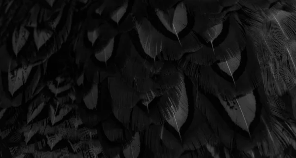 Černé Peří Zajímavým Vzorem Pozadí — Stock fotografie