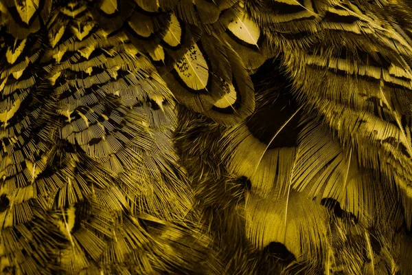 金色的羽毛 图案很有趣 — 图库照片