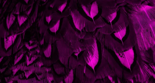 Фіолетове Пір Цікавим Візерунком Фон — стокове фото